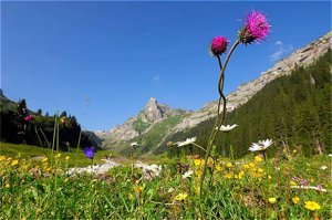 Hotel Eiger Guesthouse