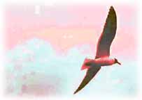 Bird flying near Amelia Island's Beach