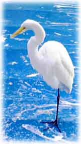 Clearwater Bird