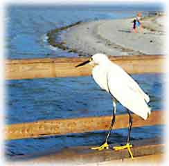 Bird Relaxing on Cocoa Beach
