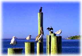Relaxing in Islamorada