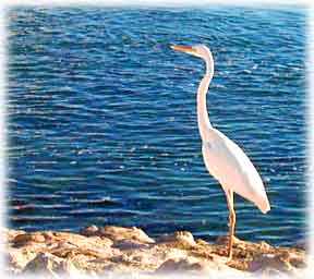 Islamorada Heron