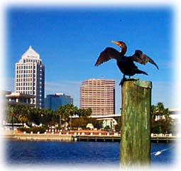 Tampa Skyline