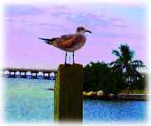 Tampa Seagull