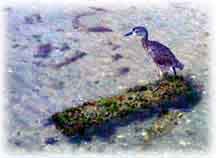 Small Tampa Bird