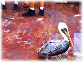 Tampa Pelican