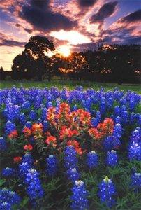 Best Western Inn Of Brenham